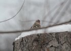 Common Redpoll (82)