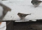 Common Redpoll (83)