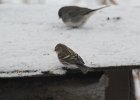 Common Redpoll (84)