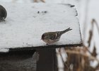 Common Redpoll (85)