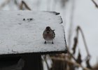 Common Redpoll (86)