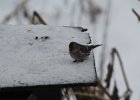 Common Redpoll (87)