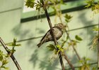 Pine Siskin (1)