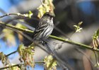 Pine Siskin (10)
