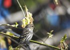 Pine Siskin (11)