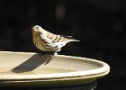 Pine Siskin (14)