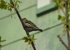 Pine Siskin (16)