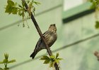 Pine Siskin (17)