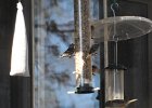 Pine Siskin (5)