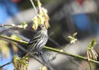 Pine Siskin (7)