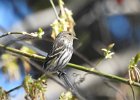 Pine Siskin (8)