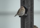 pine siskin1 (2)