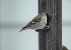 pine siskin1 (3)