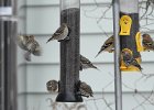 pine siskin1 (4)