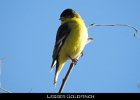 081 - 962 Lesser Goldfinch