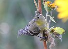 101Lesser Goldfinch