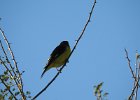 Lesser Goldfinch (10)