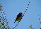 Lesser Goldfinch (11)