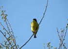 Lesser Goldfinch (12)