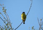 Lesser Goldfinch (13)