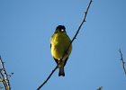 Lesser Goldfinch (14)