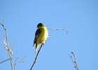 Lesser Goldfinch (17)