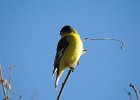 Lesser Goldfinch (18)