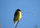 Lesser Goldfinch (19)