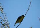 Lesser Goldfinch (20)