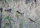 Lesser Goldfinch (6)