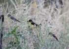 Lesser Goldfinch (7)