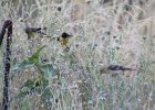 Lesser Goldfinch (9)