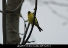 081 - 964 American Goldfinch