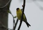 10100American Goldfinch (13)