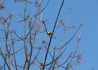 American Goldfinch (1)