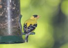 American Goldfinch (10)
