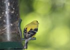American Goldfinch (11)