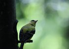 American Goldfinch (12)