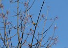 American Goldfinch (2)