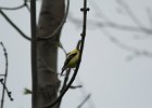 American Goldfinch (3)