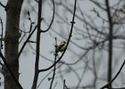 American Goldfinch (4)