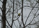 American Goldfinch (5)