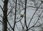 American Goldfinch (6)
