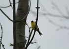 American Goldfinch (7)