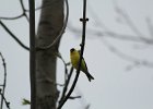 American Goldfinch (8)