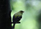 American Goldfinch (9)