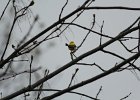 American Goldfinch