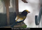 081 - 967 Evening Grosbeak