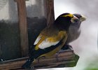 Evening Grosbeak (1)