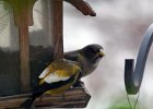 Evening Grosbeak (2)